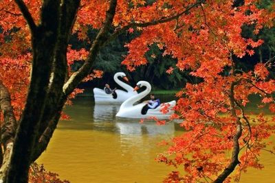 Festival da Primavera, de Nova Petrpolis, promove concurso fotogrfico